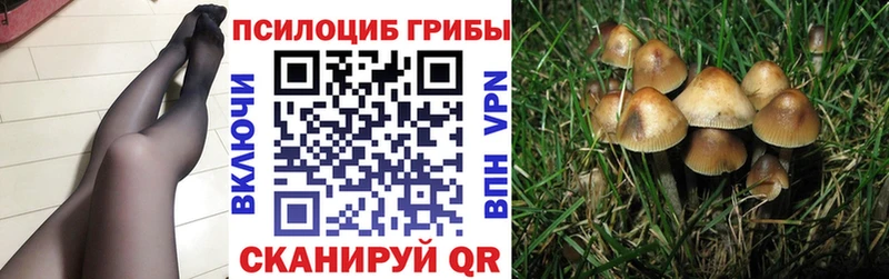 даркнет состав Вологда Псилоцибиновые грибы мицелий где купить